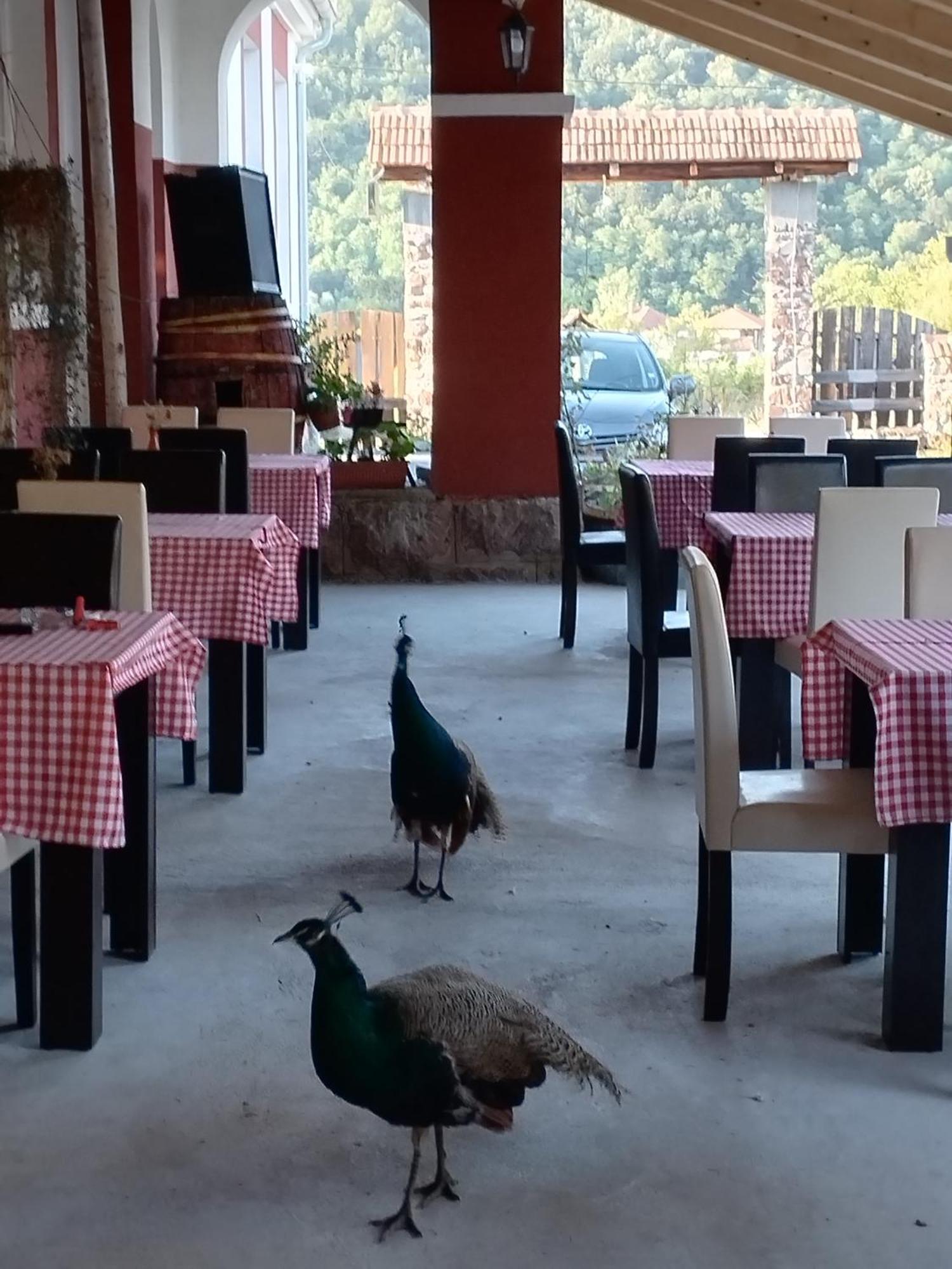 Hotel Etno Konak Angela Kalna Esterno foto